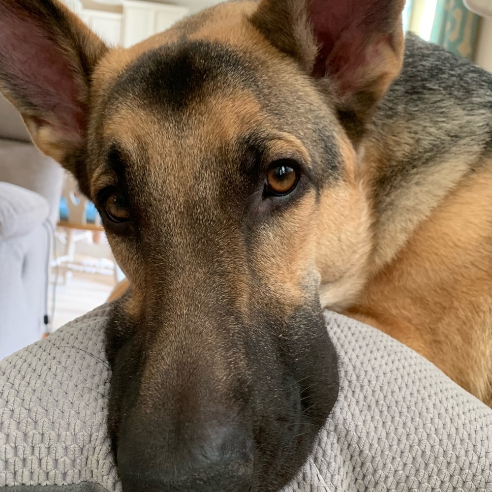 Meet your Posher, Alexis